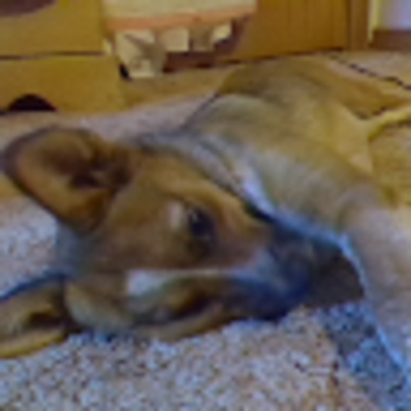 Meet your Posher, Alli - Picture 1 of 1